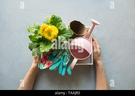 Topfpflanzen gelbe Gerbera Blumen für den Anbau in den Boden, Sämling. Box mit Gartengeräte in weibliche Hände auf grauem Beton Hintergrund. Anzeigen von ab Stockfoto