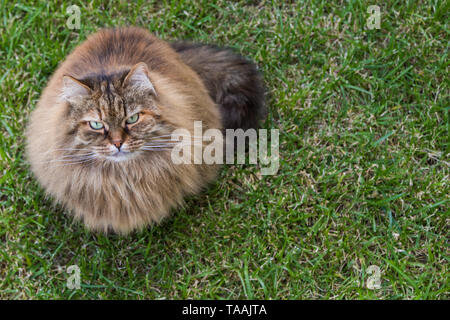 Furry Katze von livesrtock in einem Garten entspannen, reinrassige Sibirische pet. Hypoallergen Tier Stockfoto