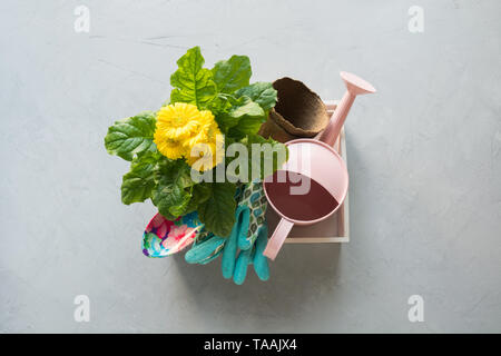 Gartenarbeit Hintergrund mit gelben Gerbera, Maut- und Garten Blumen Pflanzen in Feld auf grauem Beton Hintergrund. Ansicht von oben. Stockfoto
