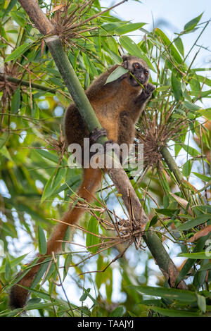 Die östliche weniger Bambus lemur (Hapalemur griseus), auch als die grauen Bambus lemur bekannt, ist eine kleine Lemuren in Madagaskar endemisch, mit drei bekannten Sub Stockfoto