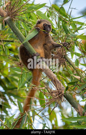 Die östliche weniger Bambus lemur (Hapalemur griseus), auch als die grauen Bambus lemur bekannt, ist eine kleine Lemuren in Madagaskar endemisch, mit drei bekannten Sub Stockfoto