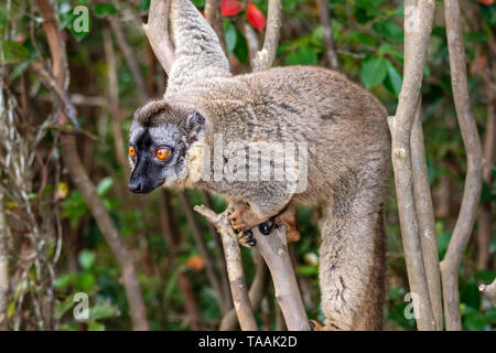 Die gemeinsame Braun lemur (Eulemur fulvus) ist eine Pflanzenart aus der Gattung der lemur in der Familie Lemuridae. Es ist in Madagaskar und Mayotte gefunden Stockfoto