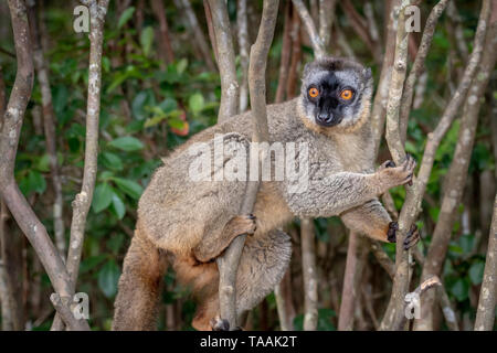 Die gemeinsame Braun lemur (Eulemur fulvus) ist eine Pflanzenart aus der Gattung der lemur in der Familie Lemuridae. Es ist in Madagaskar und Mayotte gefunden Stockfoto