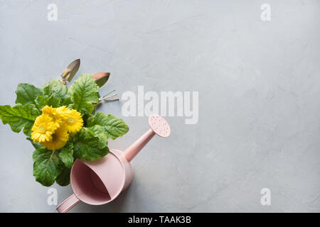 Gartenarbeit Hintergrund mit gelben Gerbera, Gartenarbeit, Maut- und Garten Blumen Pflanzen auf grauem Beton Hintergrund. Ansicht von oben, Platz für Text. Stockfoto