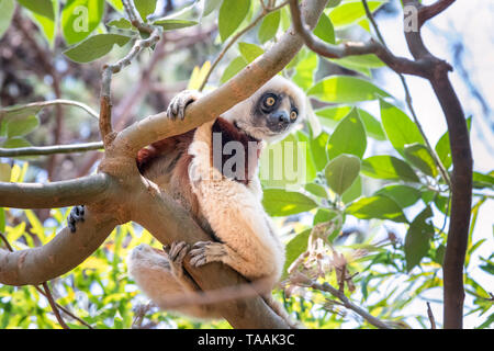 Der Coquerel sifaka (Propithecus coquereli) ist eine Tagaktive, Mittelgroße lemur Der Sifaka Gattung Propithecus. Sie ist heimisch in Madagaskar. Stockfoto