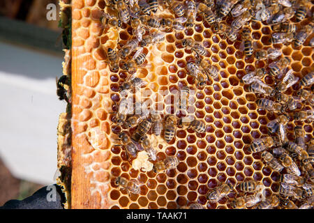 Frames eines Bienenstockes. Besetzt die Bienen im Bienenkorb mit offenen und geschlossenen Zellen für den süßen Honig. Biene Honig in der schönen gelben Wabe gesammelt. Stockfoto