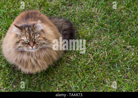 Furry Katze von livesrtock in einem Garten entspannen, reinrassige Sibirische pet. Hypoallergen Tier Stockfoto