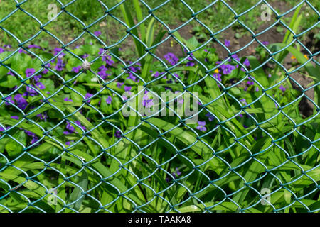 Keine Schreie mehr Frühling für mich als schmierblutungen ein Bett von jenen kleinen, perfekt, zart violetten Blüten. Glückliche Zeit! Stockfoto