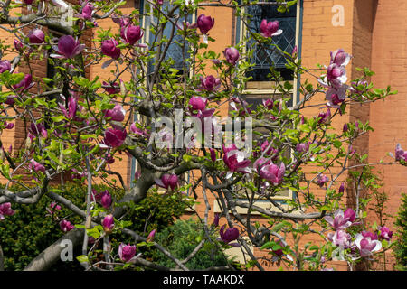 Diese magnolienbaum auf Rose Straße vor einem viktorianischen Haus in Cabbagetown in Toronto ist die Schönste, die ich je gesehen habe. Stockfoto