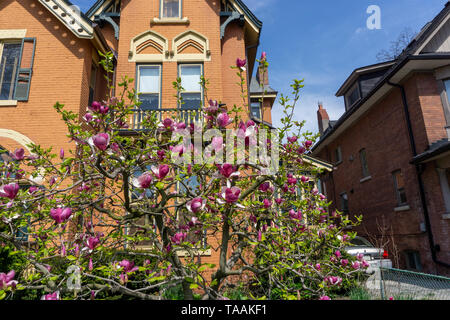 Diese magnolienbaum auf Rose Straße vor einem viktorianischen Haus in Cabbagetown in Toronto ist die Schönste, die ich je gesehen habe. Stockfoto