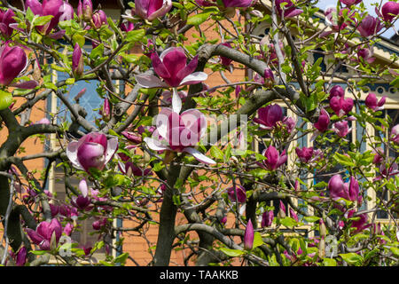 Diese magnolienbaum auf Rose Straße vor einem viktorianischen Haus in Cabbagetown in Toronto ist die Schönste, die ich je gesehen habe. Stockfoto