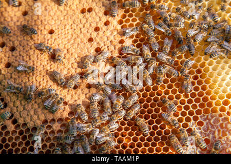 Frames eines Bienenstockes. Besetzt die Bienen im Bienenkorb mit offenen und geschlossenen Zellen für ihre Jungen. Geburt von o Eine junge Bienen. Übersicht Nahaufnahme einige Tiere und Stockfoto