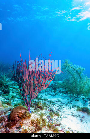 Coral Garden in der Karibik vor der Küste der Insel Roatan Stockfoto