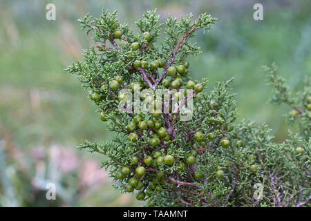 Phönizische Wacholder (Juniperus phoenicea) Stockfoto