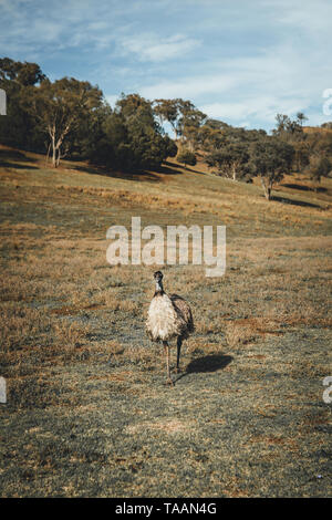 Emu auf einem ländlichen Anwesen auf Brungle Road in der Nähe von Tumut, New South Wales, Australien Stockfoto