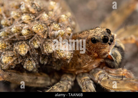 In der Nähe der weiblichen wolf spider spiderlings tragen Babys auf dem Rücken Stockfoto