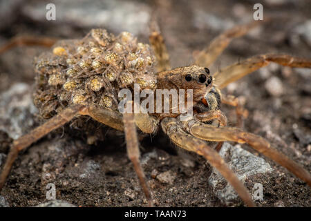Frau wolf spider spiderlings tragen Babys auf dem Rücken Stockfoto