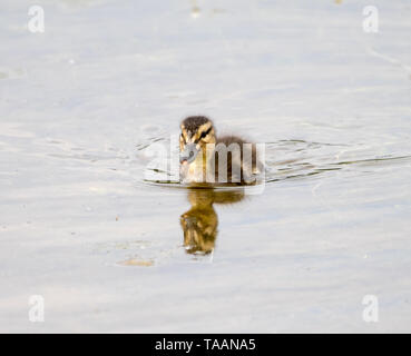 Mallard Entlein (Anas platyrhnchos) Stockfoto