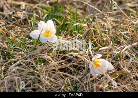 Zwei weiße Krokusse blühen im Frühjahr, ruht auf einem Bett von Gras, Nahaufnahme Stockfoto