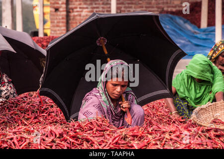 Bogra, Bangladesch. 05. april 2019. Frauen in Bangladesch verarbeiten und trocknen roten Chili unter der Sonne auf einem roten Chili-Trockenfeld am Stadtrand von Stockfoto