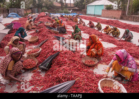 Bogra, Bangladesch. 05. april 2019. Frauen in Bangladesch verarbeiten und trocknen roten Chili unter der Sonne auf einem roten Chili-Trockenfeld am Stadtrand von Stockfoto