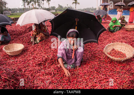 Bogra, Bangladesch. 05. april 2019. Frauen in Bangladesch verarbeiten und trocknen roten Chili unter der Sonne auf einem roten Chili-Trockenfeld am Stadtrand von Stockfoto