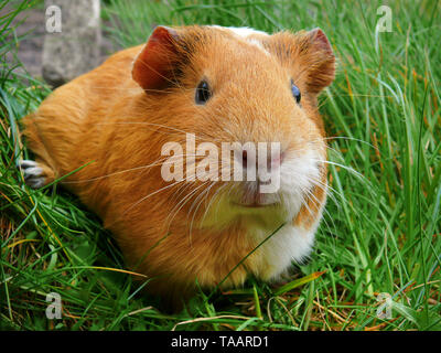 Schöne Portrait von Abessinier orange Meerschweinchen close-up auf grünem Gras Hintergrund Stockfoto