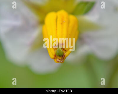 Nahaufnahme von Kartoffel, Solanum tuberosum Blume Stockfoto