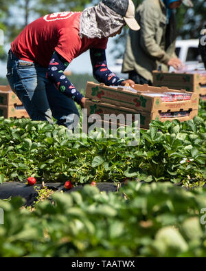 Landarbeiter Pick und Pack Erdbeeren bei Lewis Taylor Farmen mit gesetzlichen Mexikanischen Arbeitsmarkt Mai 7, 2019 in Fort Valley, Georgia. Ein, am 7. Mai 2019. Betriebe verlassen sich auf saisonale mithilfe des H-2A Visa Program für temporäre landwirtschaftliche Arbeitnehmer oft das Gastarbeiterprogramm genannt. Stockfoto