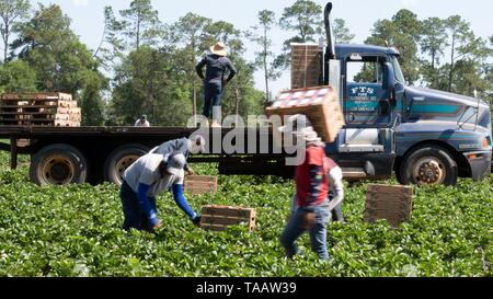 Landarbeiter Pick und Pack Erdbeeren bei Lewis Taylor Farmen mit gesetzlichen Mexikanischen Arbeitsmarkt Mai 7, 2019 in Fort Valley, Georgia. Ein, am 7. Mai 2019. Betriebe verlassen sich auf saisonale mithilfe des H-2A Visa Program für temporäre landwirtschaftliche Arbeitnehmer oft das Gastarbeiterprogramm genannt. Stockfoto