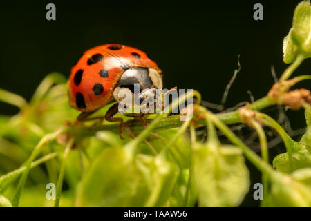 Harlekin oder Asiatische Dame Käfer (lat. Harmonia axyridis) Red One Stockfoto