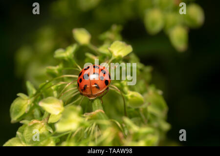 Harlekin oder Asiatische Dame Käfer (lat. Harmonia axyridis) Red One Stockfoto