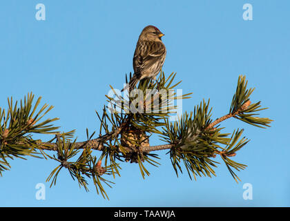 Birkenzeisig, Kaamanen, Finnland Stockfoto