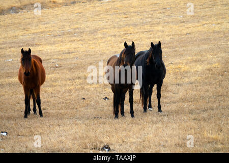 Wachsende Rennpferde im Kaukasus. Pferde auf der Weide im Winter. Kabardian Zucht von Reitpferden (Kabarda), Horse Ranch Stockfoto