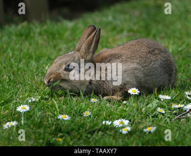 Kaninchen sind kleine Säugetiere in der Familie Lagomorpha Leporidae der Bestellung. Stockfoto