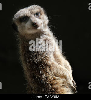 Die erdmännchen oder erdmännchen ist ein kleines carnivoran vom mongoose Familie. Es ist das einzige Mitglied der Gattung Suricata. Stockfoto