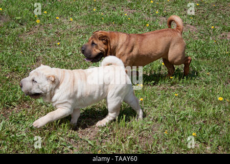 Zwei süße shar-pei Welpen spielt auf einer grünen Wiese. Heimtiere. Stockfoto