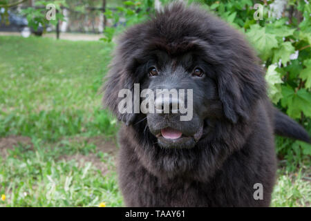 Cute Neufundland Welpen sitzt auf einem grünen Gras. Heimtiere. Stockfoto