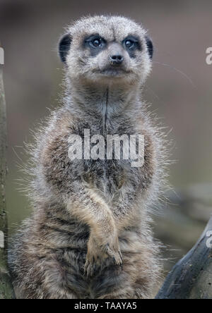 Die erdmännchen oder erdmännchen ist ein kleines carnivoran vom mongoose Familie. Es ist das einzige Mitglied der Gattung Suricata. Stockfoto