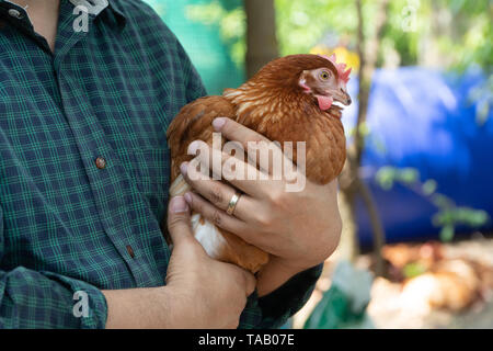 Asiatische Bauern halten einen Korb mit Eiern Ihre linke und Ihre rechte Hand, die Ei- und Halten. Auf einer Hühnerfarm in ihrer eigenen Heimat Stockfoto