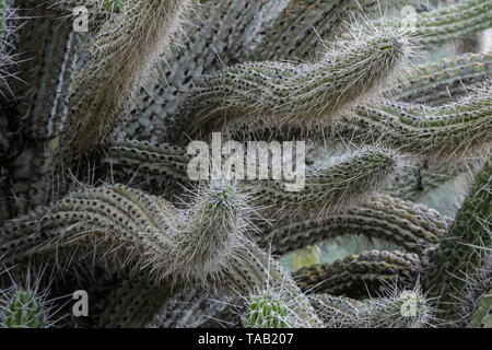 Detailansicht der Zahnstocher Kaktus (Stetsonia coryne) aus Südamerika. Lange Nadeln decken die verdrehte Arme. Stockfoto