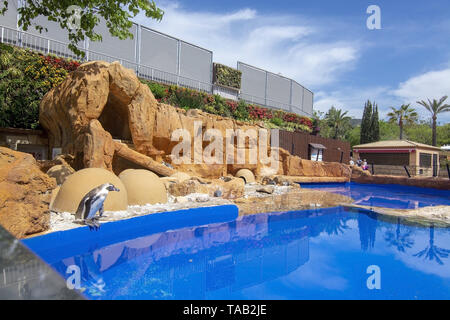 PALMA, MALLORCA, SPANIEN - 22. MAI 2019: Pinguin auf dem Felsen von Blue Water Pool auf Marineland am 22. Mai 2019 im Palma, Mallorca, Balearen, Spanien. Stockfoto