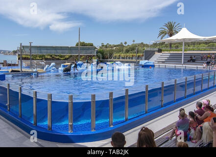 PALMA, MALLORCA, SPANIEN - 22. MAI 2019: Seelöwen-show auf Marineland am 22. Mai 2019 im Palma, Mallorca, Balearen, Spanien. Stockfoto