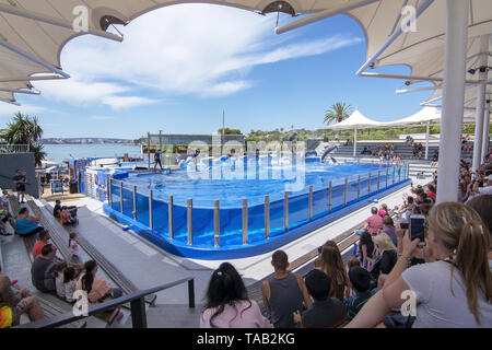 PALMA, MALLORCA, SPANIEN - 22. MAI 2019: Delfinshow im Marineland am 22. Mai 2019 im Palma, Mallorca, Balearen, Spanien. Stockfoto