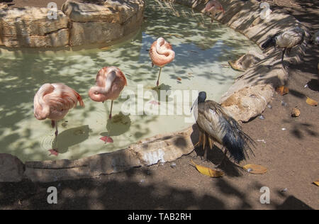 PALMA, MALLORCA, SPANIEN - 22. MAI 2019: Flamingos und andere Vögel, die durch einen Teich auf Marineland am 22. Mai 2019 im Palma, Mallorca, Balearen, Spanien. Stockfoto