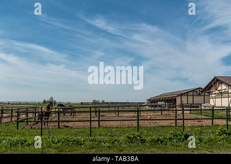 Viehzucht und Landwirtschaft. Bauernhof für die Zucht von Pferden Stockfoto