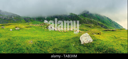 Schafherde in den Bergen. schlechtes Wetter Panorama Landschaft. Felsen unter dem Gras. bedeckt Sommerhimmel. Ort fagaras Kamm, Rumänien Stockfoto