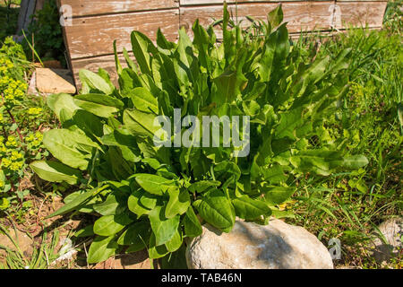 Ein sauerampfer Pflanzen in einem Garten in Nord-Ost Italien Stockfoto