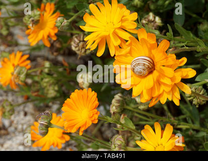 Orange und gelb blühende Calendula officinalis, schönen Frühling und Sommer Blumen im Haus Hof mit Schnecke Haus auf. Schönheit der Natur Stockfoto