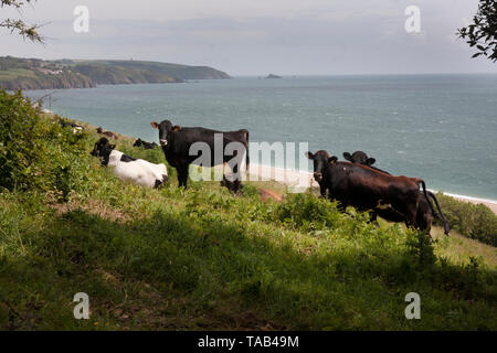 Gemischte Herde von Kühen stehen am Hang, slapton Sands, Devon. England, Großbritannien Stockfoto